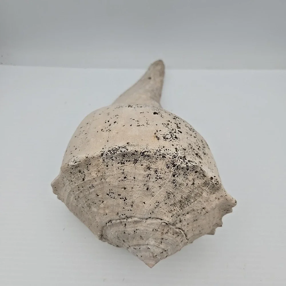 Large Lightning Whelk 10